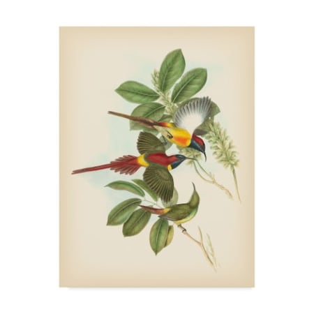 Trademark Fine Art John Gould 'Gould Birds Of The Tropics Iii' Canvas Art, 14x19 WAG02526-C1419GG